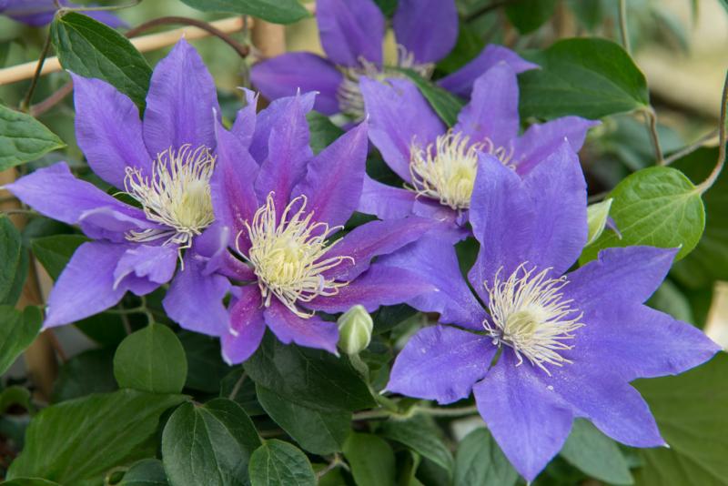 Beautiful Blue Flowers in the world